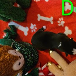 DONNER - Black & white male Miniature Australian Shepherd puppy in Queen Creek, Arizona from Jaylee's Miniature Australian Shepherds