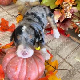 Aspen - Merle female Bernedoodle puppy in Gilbert, Arizona from The Berne Barn... it’s a Doodle thing!