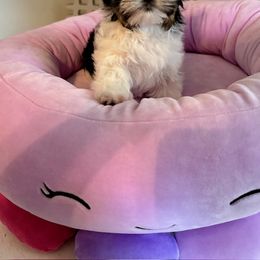 Biewer Terrier, Chinese Crested, and Yorkshire Terrier Puppies from FronkLinn Kennel