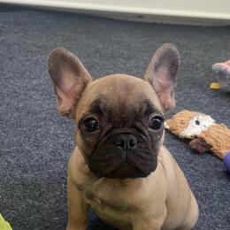 Honey - Fawn female French Bulldog puppy in Sidney Center, New York from iFrenchi