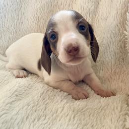 Tulip - Chocolate and tan female Dachshund puppy in Granbury, Texas from Welden’s Miniature Dachshunds