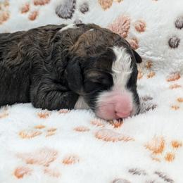 Tulip - Black and white female Bernedoodle puppy in Harpers Ferry, West Virginia from Harpers Ferry Doodles