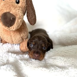Dachshund Puppies from Breezy Florida Dachshunds
