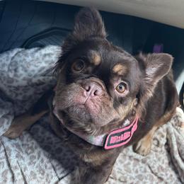VOGUE - French Bulldog