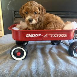 Chardonnay - Red female Cockapoo puppy in Connersville, Indiana from MoonShine Babies