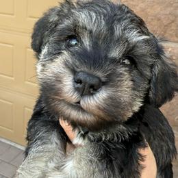Salt and pepper boy - Salt and pepper male Miniature Schnauzer puppy in Avondale, Arizona from Campos Schnauzers