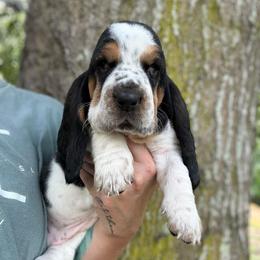 Margo - Black tan and white female Basset Hound puppy in Poplarville, Mississippi from Kara's Basset Hounds