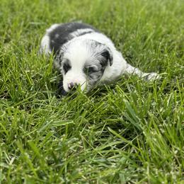 Daffy - Blue merle male Australian Shepherd puppy in Laotto, Indiana from Circle B working Aussies