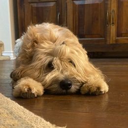Soft Coated Wheaten Terriers from Swheatie Life