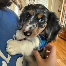 Zeus - Dapple male Dachshund puppy in Rogers, Arkansas from Mini Paws Over the Moon Dachshunds