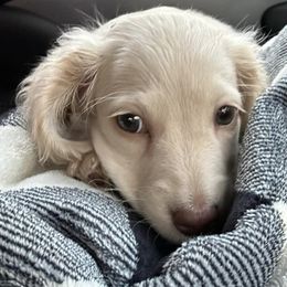 Dachshunds from Piedmont Doxies