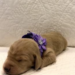Purple - Cream female Dachshund puppy in Orange, California from Harper’s Happy Weens
