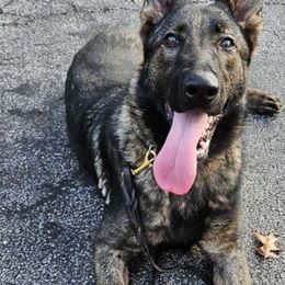 Mercy - German Shepherd