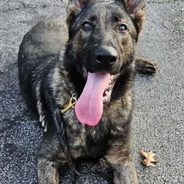Mercy - German Shepherd