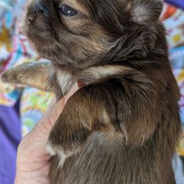 Boy 2 - Liver male Shih Tzu puppy in Mariaville, Maine from McKayla Hairston