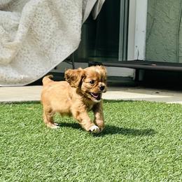 Morgan - Ruby male Cavalier King Charles Spaniel puppy in Temecula, California from McKenna Cavaliers in Southern California