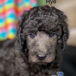 Rye - Silver male Poodle puppy in Greenville, North Carolina from Grace Poodles
