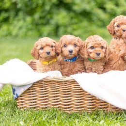 Cavapoo Puppies from PuppybuddyUSA