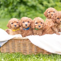Cavapoo Puppies from PuppybuddyUSA