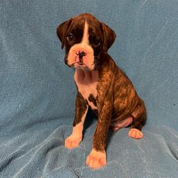 Cody Johnson - Brindle male Boxer puppy in Willard, North Carolina from Boone’s Boxers of North Carolina