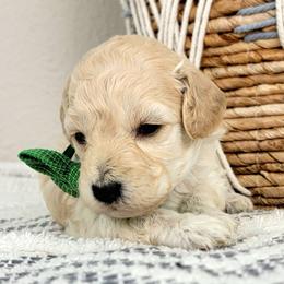 Atlas - Cream male Goldendoodle puppy in Temecula, California from Oodles O'Doodles