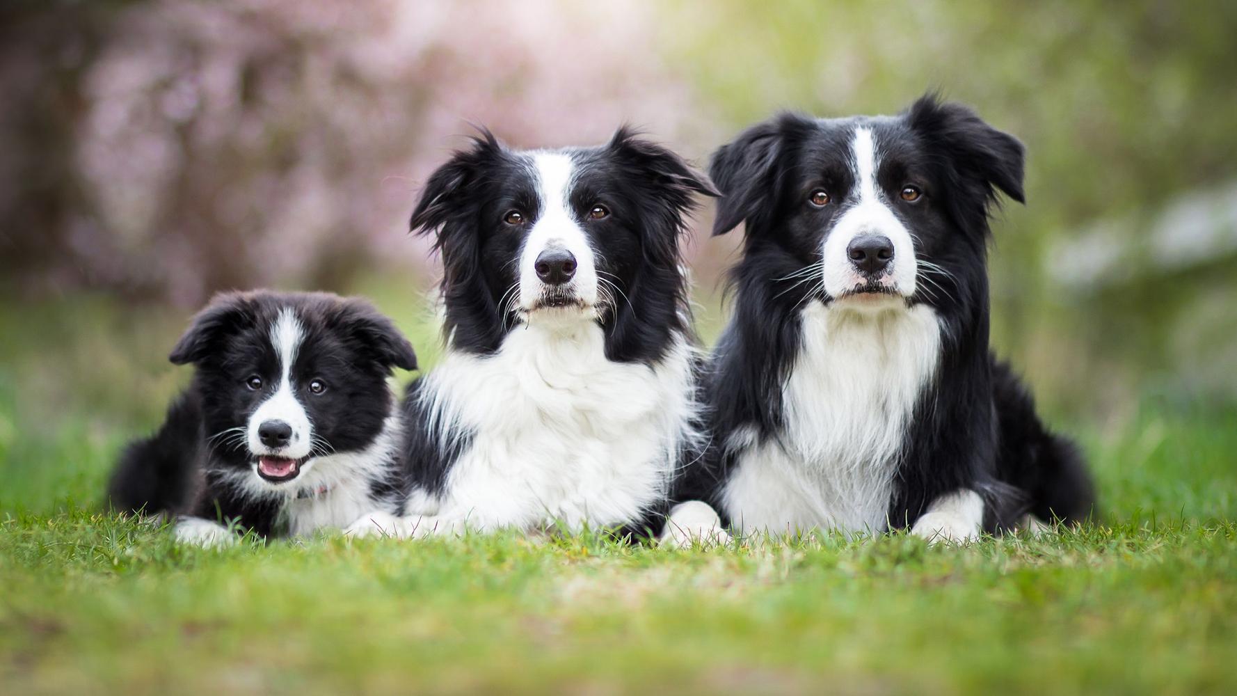 Top Quality Border Collies