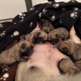 Pug Puppies from Pickwick Pugs