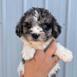 Crockett - Black and white male Aussiedoodle puppy in Hudson, Michigan from Haas Pawz