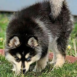 Juniper (Purple Collar) - Black and white female Pomsky puppy in Kennewick, Washington from Nebula Ranch Pomskies