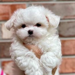 Maltese from Kimberly's Maltese