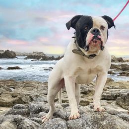 American Bulldogs from Best Buds American Bulldogs