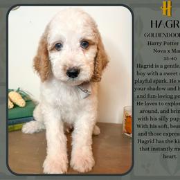 Hagrid - Parti male Goldendoodle puppy in Hilton, New York from The House of Goldendoodle