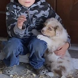 Girl 2 - Red merle Australian Shepherd puppy in Seffner, Florida from Soggy Bottom Farms
