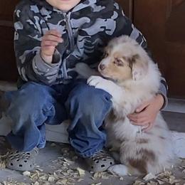 Girl 2 - Red merle Australian Shepherd puppy in Seffner, Florida from Soggy Bottom Farms