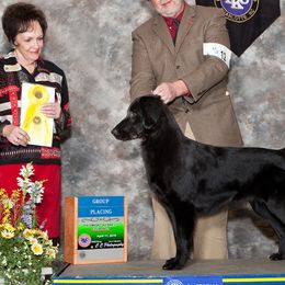 Flat-Coated Retrievers from Banquo