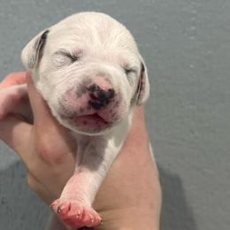 Heath - White and black male Dalmatian puppy in Austin, Texas from Dazzling Dalz