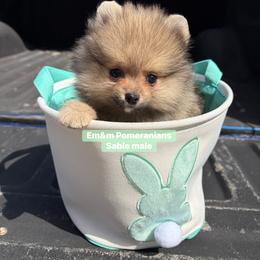 Sable boy - Orange sable male Pomeranian puppy in Kentucky from Em&M Pomeranians