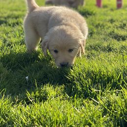 Golden Retriever Puppies from Rainy Day Goldens