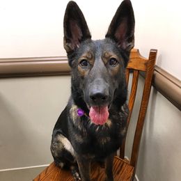 Envy  - German Shepherd