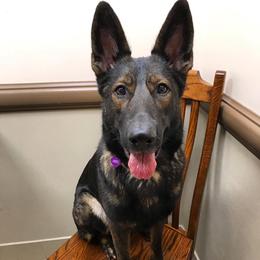 Envy  - German Shepherd