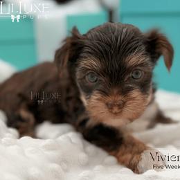 Vivienne - female Yorkshire Terrier puppy in Scottsdale, Arizona from Lil Luxe Pups