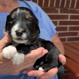 Moose - Tri-color male Bernedoodle puppy in Ferguson, North Carolina from Elevated Standards NC