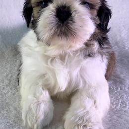 Oakley - Gold and white male Shih Tzu puppy in Winston Salem, North Carolina from Little Miracles Shih Tzu
