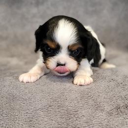 Henry - Tri-color male Cavalier King Charles Spaniel puppy in Romeoville, Illinois from KonopkaKennelsLLC
