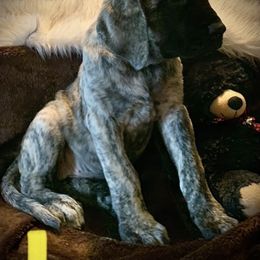 Mastiff Puppies from Eagle Pond Mastiffs