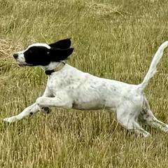 English Setter Puppies from Steens Mountain Setters