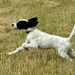 English Setter Puppies from Steens Mountain Setters