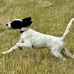 English Setter Puppies from Steens Mountain Setters