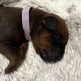 Girl 4 - female Rhodesian Ridgeback puppy in Aubrey, Texas from Bushveld Rhodesian Ridgebacks