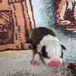 Millie - Seal and white female Boston Terrier puppy in Gibson City, Illinois from Quinn's Kennels